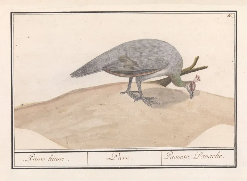 Blauwe Pauw Pavo Cristatus 3 Wall Art by Anselmus Boëtius de Boodt - High-Resolution Digital Print