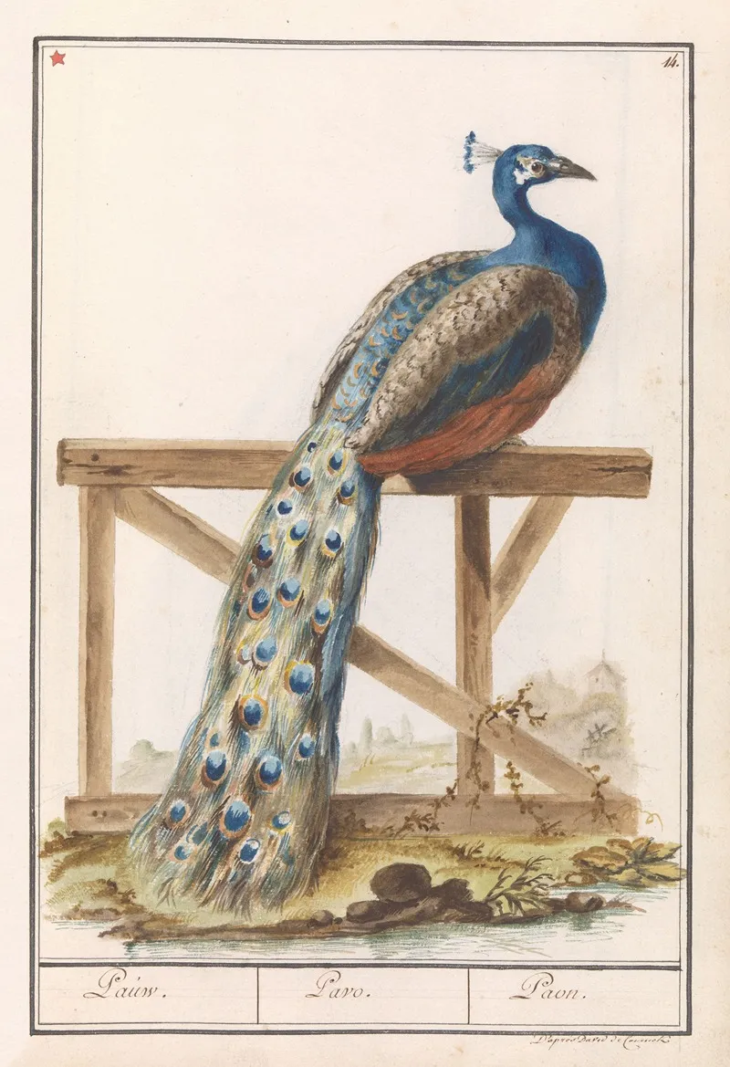 Blauwe Pauw Pavo Cristatus Wall Art by Anselmus Boëtius de Boodt - High-Resolution Digital Print
