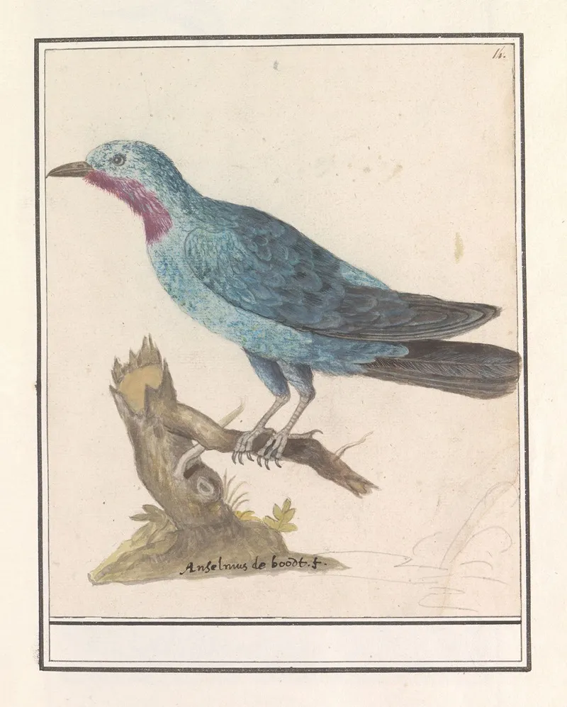 Blauwe Rotslijster Monticola Solitarius Wall Art by Anselmus Boëtius de Boodt - High-Resolution Digital Print