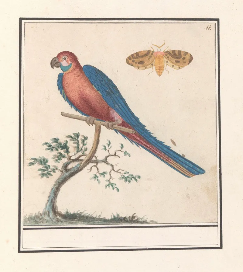 Blauwgele Ara Ara Ararauna En Een Insect Wall Art by Anselmus Boëtius de Boodt - High-Resolution Digital Print