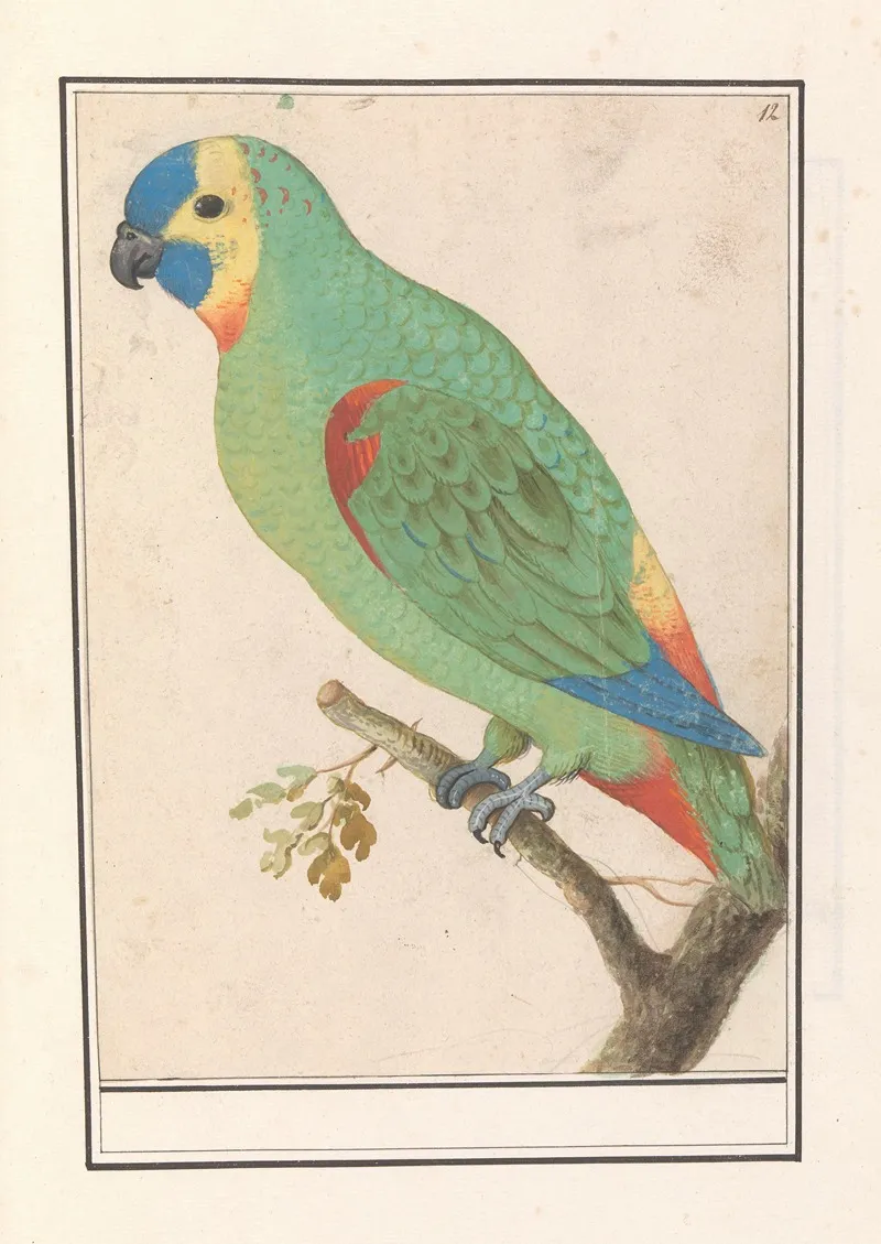 Blauwvoorhoofdamazone Amazona Aestiva Wall Art by Anselmus Boëtius de Boodt - High-Resolution Digital Print