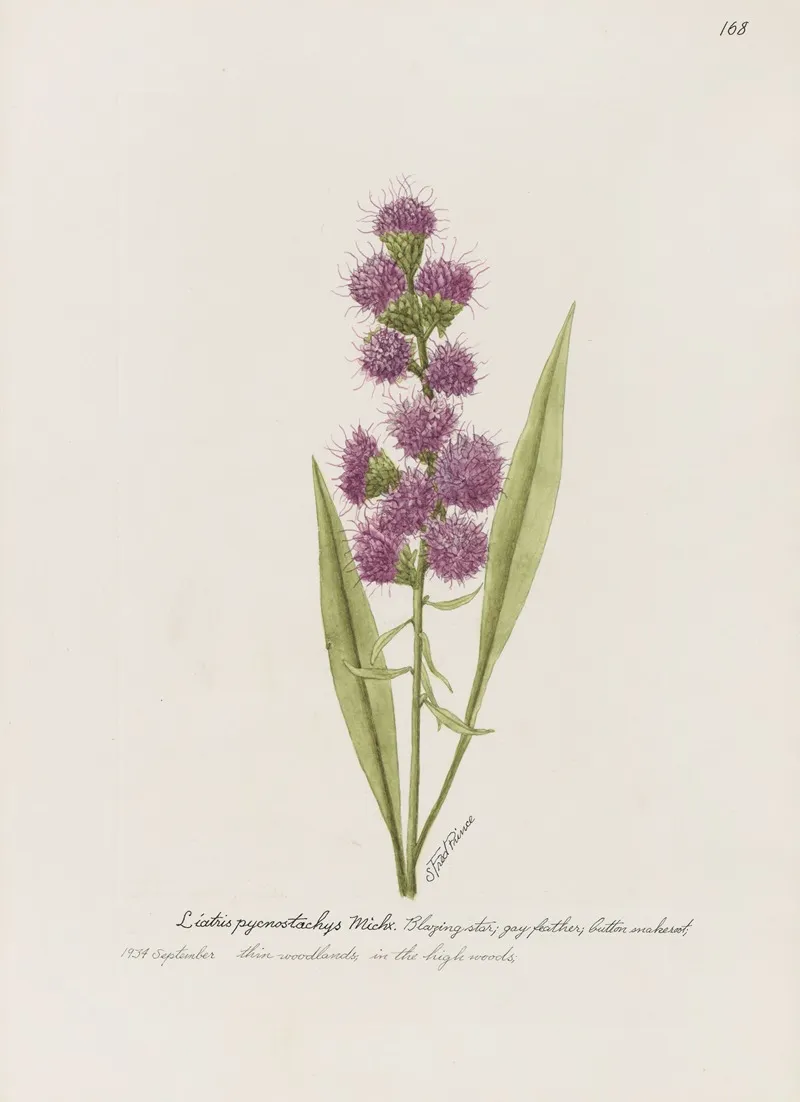 Blazing Star Gay Feather Button Snakeroot Wall Art by S. Fred Prince - High-Resolution Digital Print
