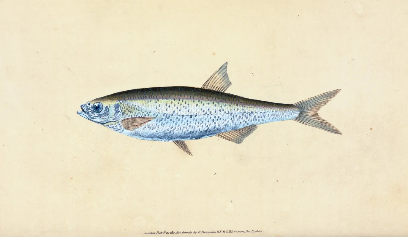 Bleak Cyprinus Alburnus Wall Art by Edward Donovan - High-Resolution Digital Print