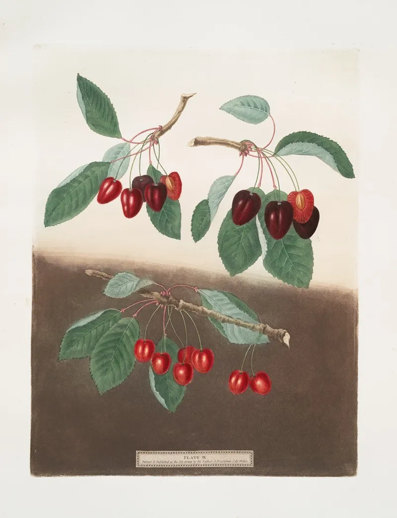 Bleeding Heart Ox Heart And Maple Heart Cherries Wall Art by George Brookshaw - High-Resolution Digital Print