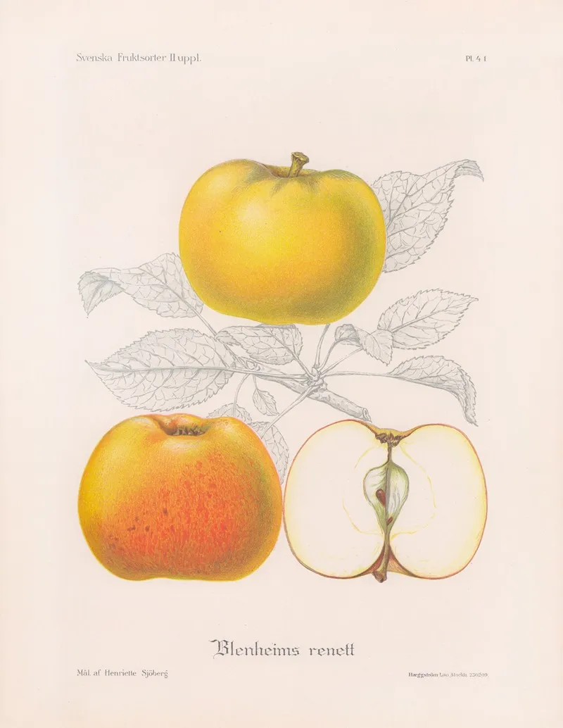 Blemheims Renett Wall Art by Henriette Sjöberg - High-Resolution Digital Print