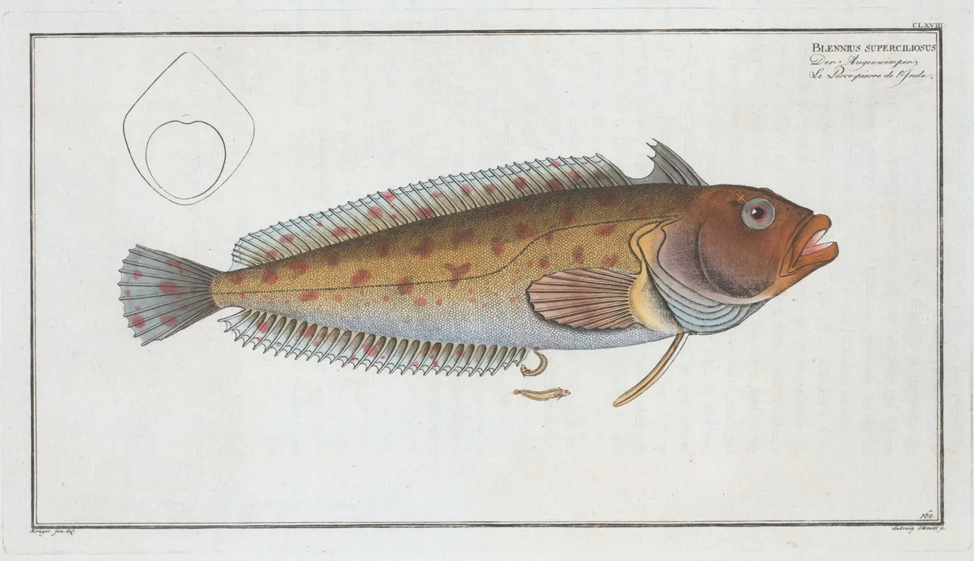 Blennius Superciliosus Wall Art by Marcus Elieser Bloch - High-Resolution Digital Print