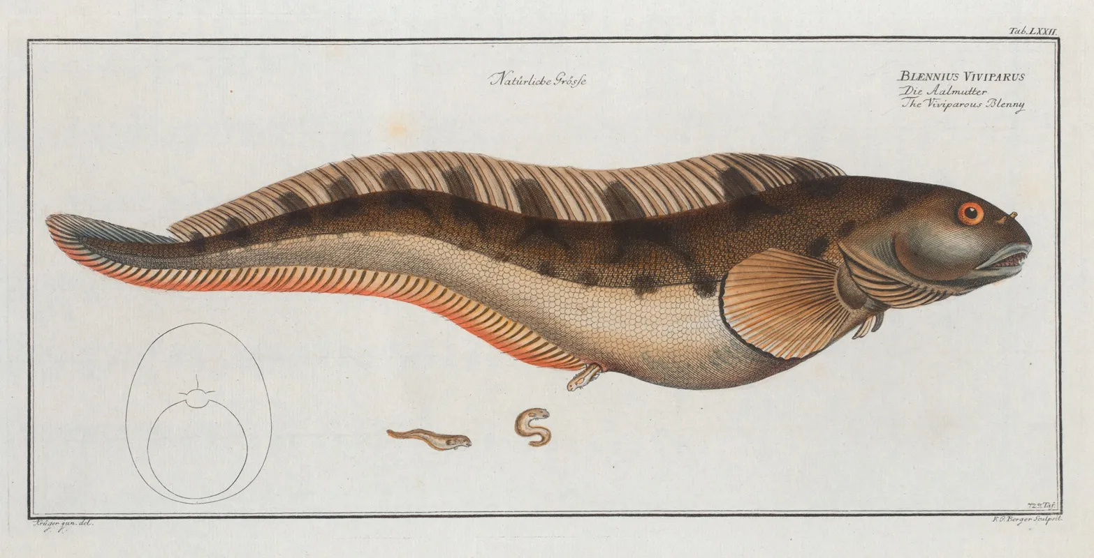 Blennius Viviparus The Viviparous Blenny Wall Art by Marcus Elieser Bloch - High-Resolution Digital Print
