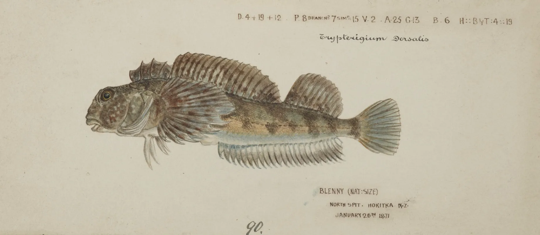 Blennodon Dorsale Giant Triplefin