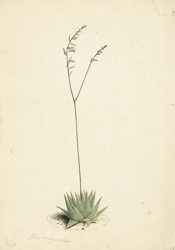 Bloeiende Aloe Wall Art by Laurens Vincentsz. van der Vinne - High-Resolution Digital Print