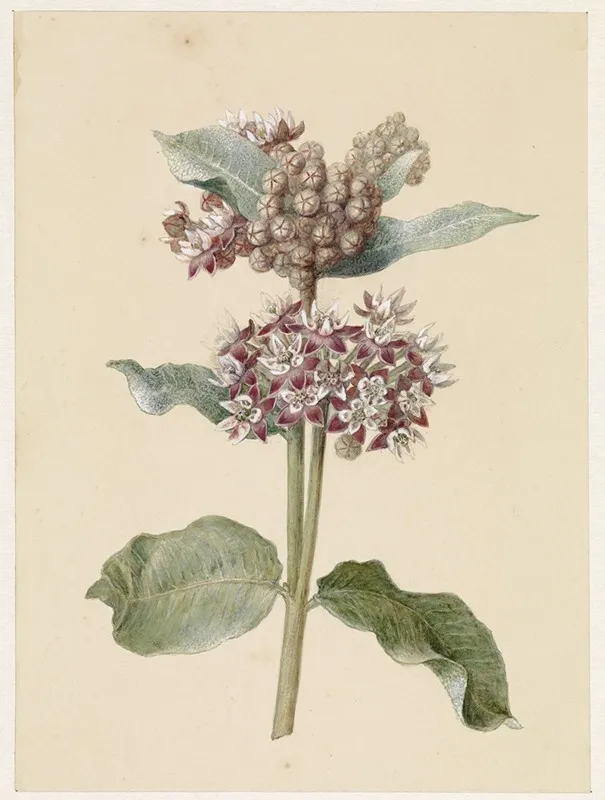 Bloeiende Asclepias Species Wall Art by Jan Jacob Goteling Vinnis - High-Resolution Digital Print