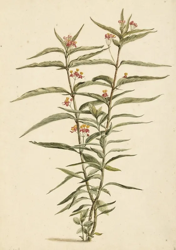 Bloeiende Frederiksbloem Asclepias Curassavica Wall Art by Laurens Vincentsz. van der Vinne - High-Resolution Digital Print