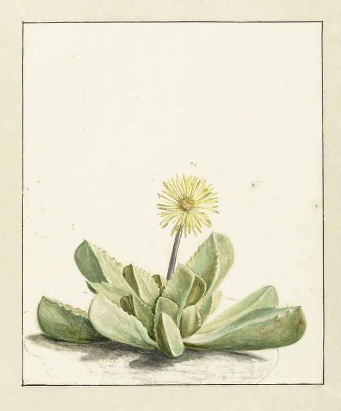 Bloeiende Mesembryanthemum Wall Art by Laurens Vincentsz. van der Vinne - High-Resolution Digital Print