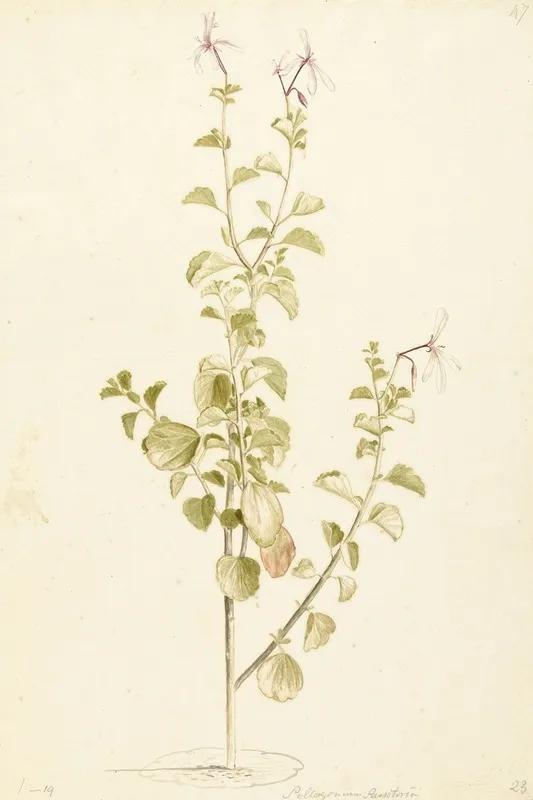 Bloeiende Pelargonium Wall Art by Laurens Vincentsz. van der Vinne - High-Resolution Digital Print