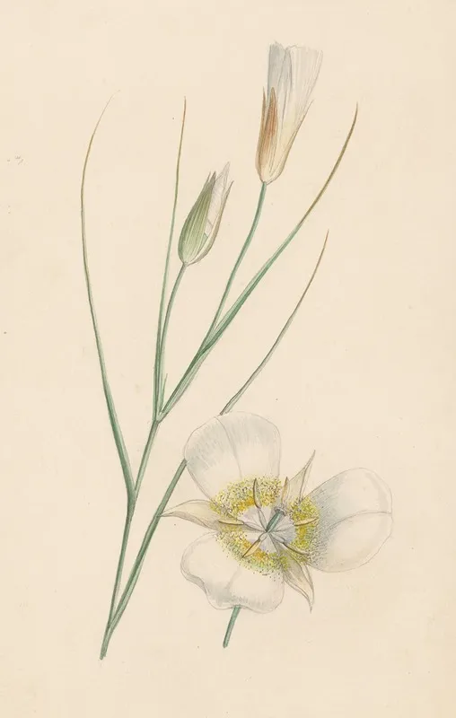 Bloem 6