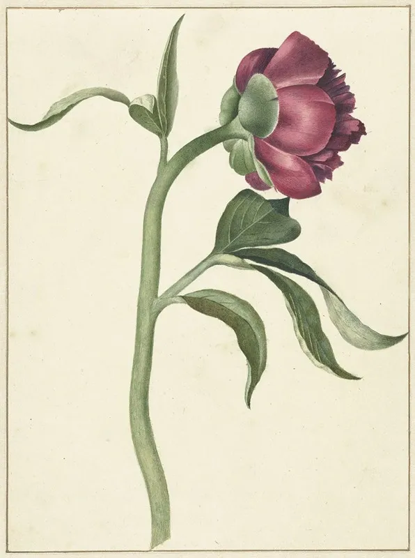 Bloem Van De Pioenroos Wall Art by C.J. Kruimel - High-Resolution Digital Print