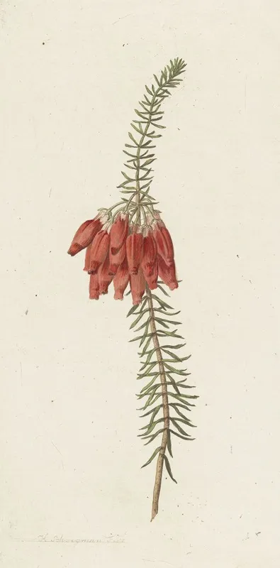 Bloemen Erica Mammosa Wall Art by Hendrik Schwegman - High-Resolution Digital Print