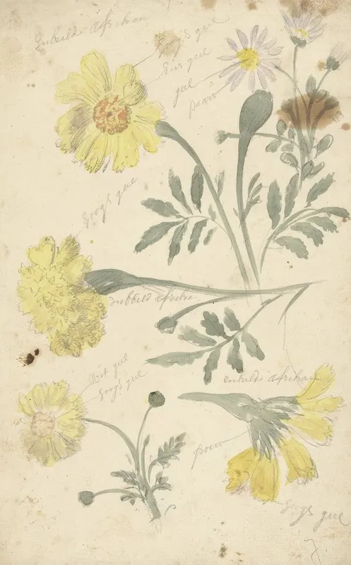 Bloemstudies Van Afrikaantjes