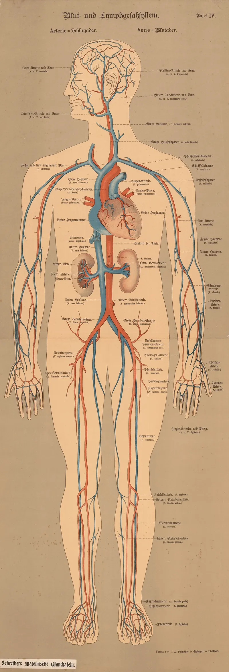 Blood And Lymphatic System