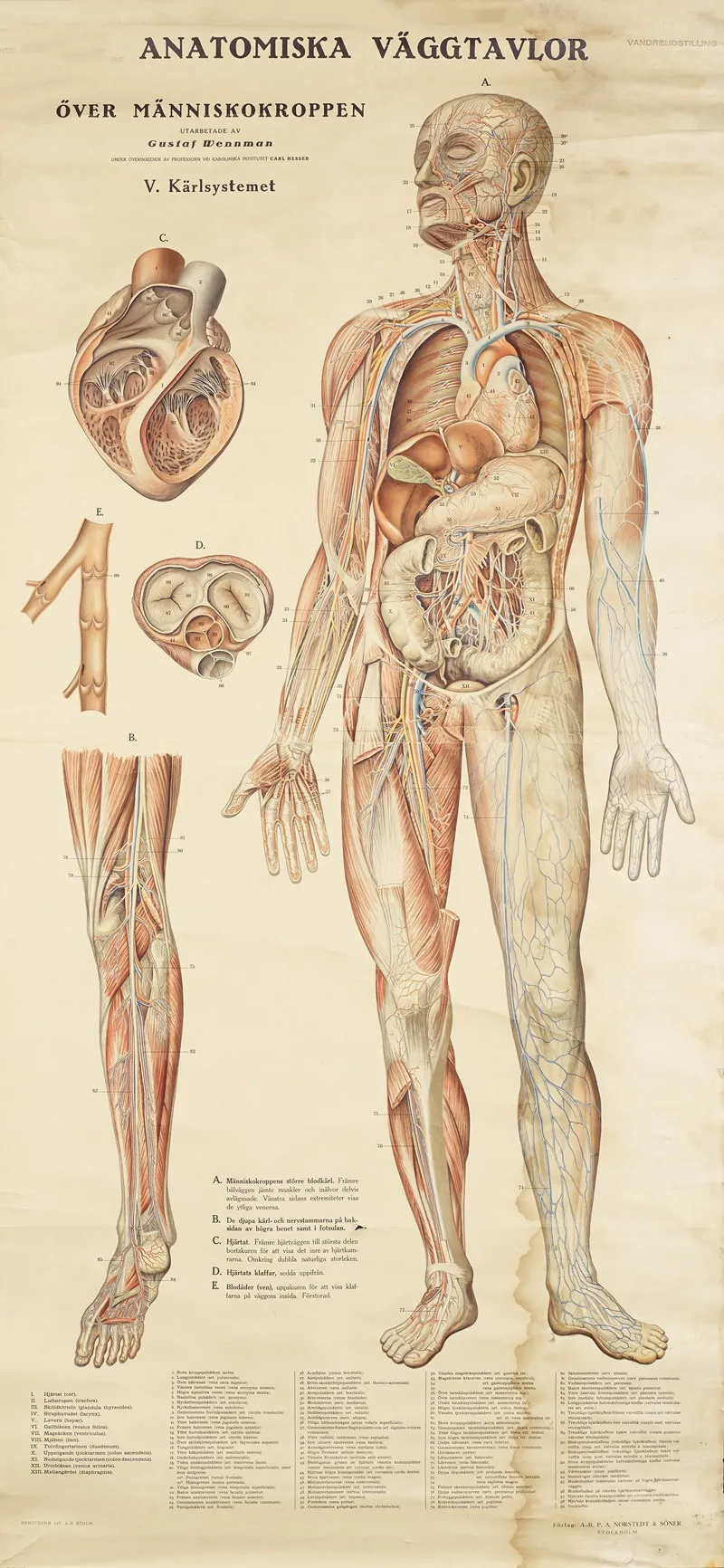 Blood Circulation 2 Wall Art by Gustav Wennmann - High-Resolution Digital Print