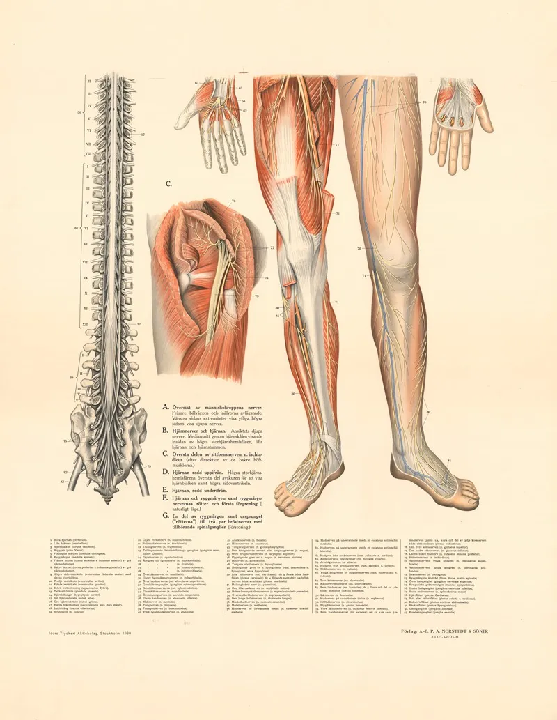 Blood Circulation 5 Wall Art by Gustav Wennman - High-Resolution Digital Print