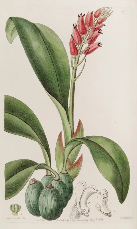 Blood Coloured Cryptochilus Wall Art by Sydenham Edwards - High-Resolution Digital Print