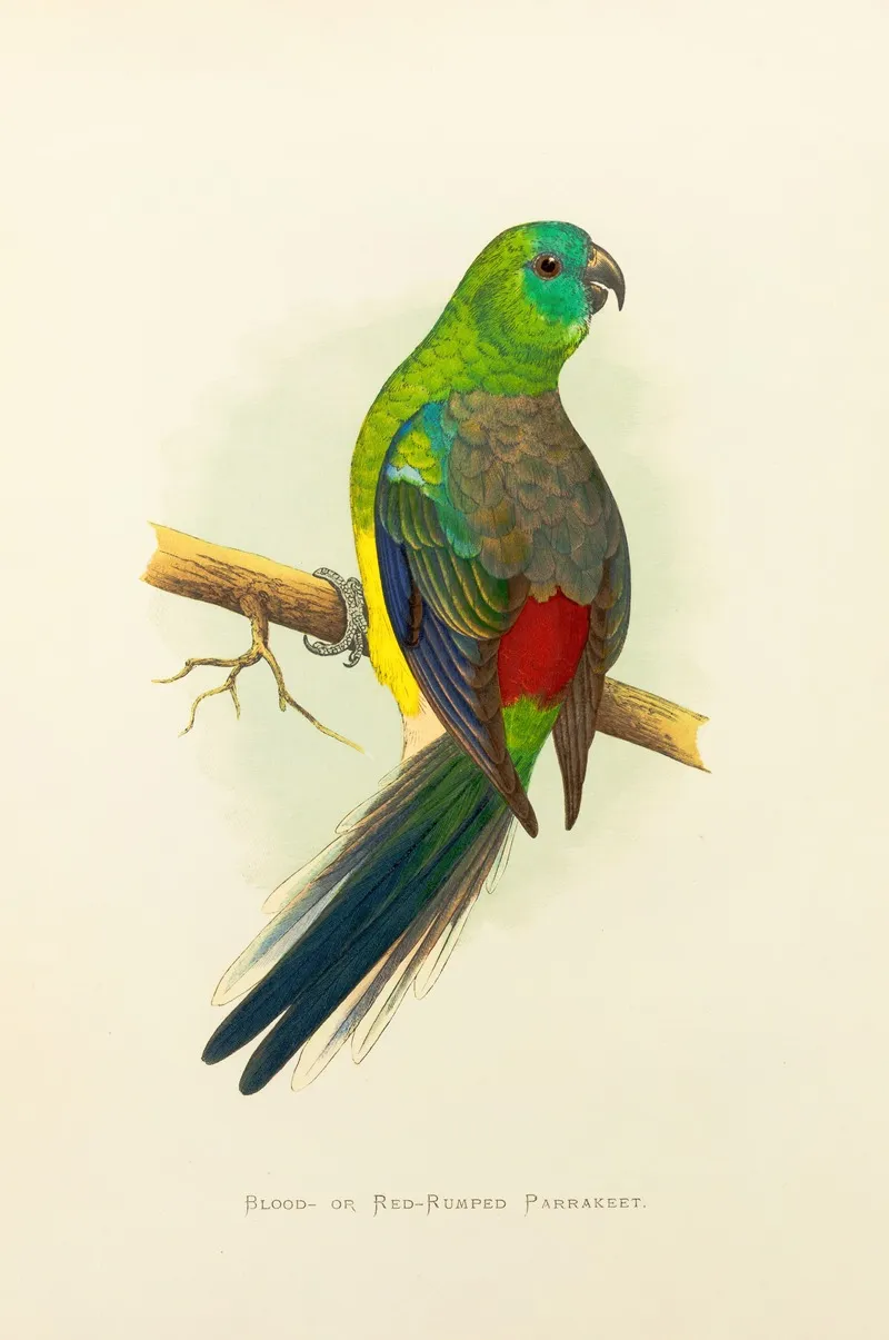 Blood Or Red Rumped Parrakeet Wall Art by Alexander Francis Lydon - High-Resolution Digital Print