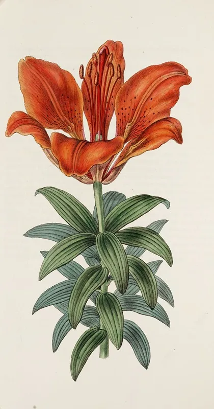 Blood Red Lily Wall Art by Sydenham Edwards - High-Resolution Digital Print