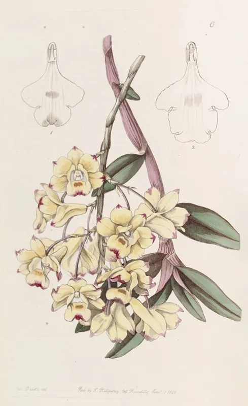 Blood Stained Dendrobium Wall Art by Sydenham Edwards - High-Resolution Digital Print