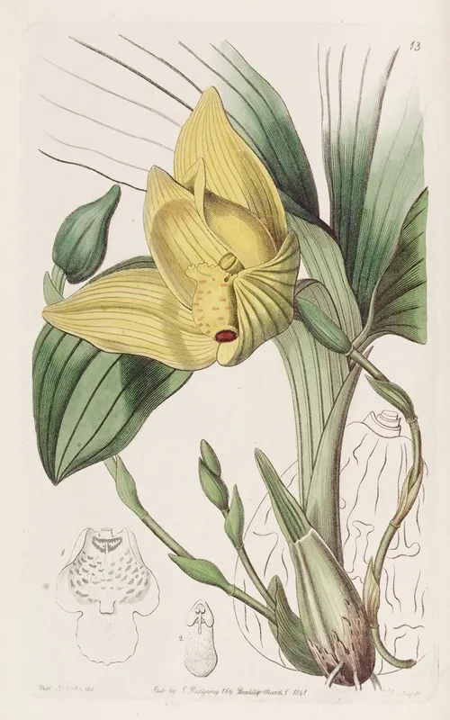 Blood Stained Maxillaria Wall Art by Sydenham Edwards - High-Resolution Digital Print