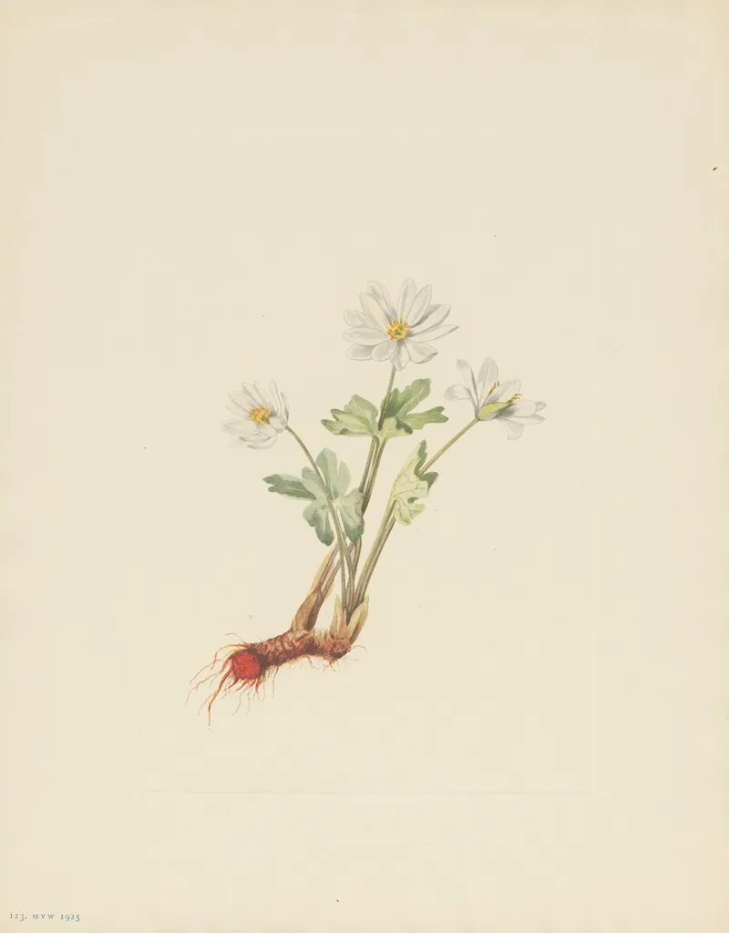 Bloodroot Sanguinaria Canadensis 3