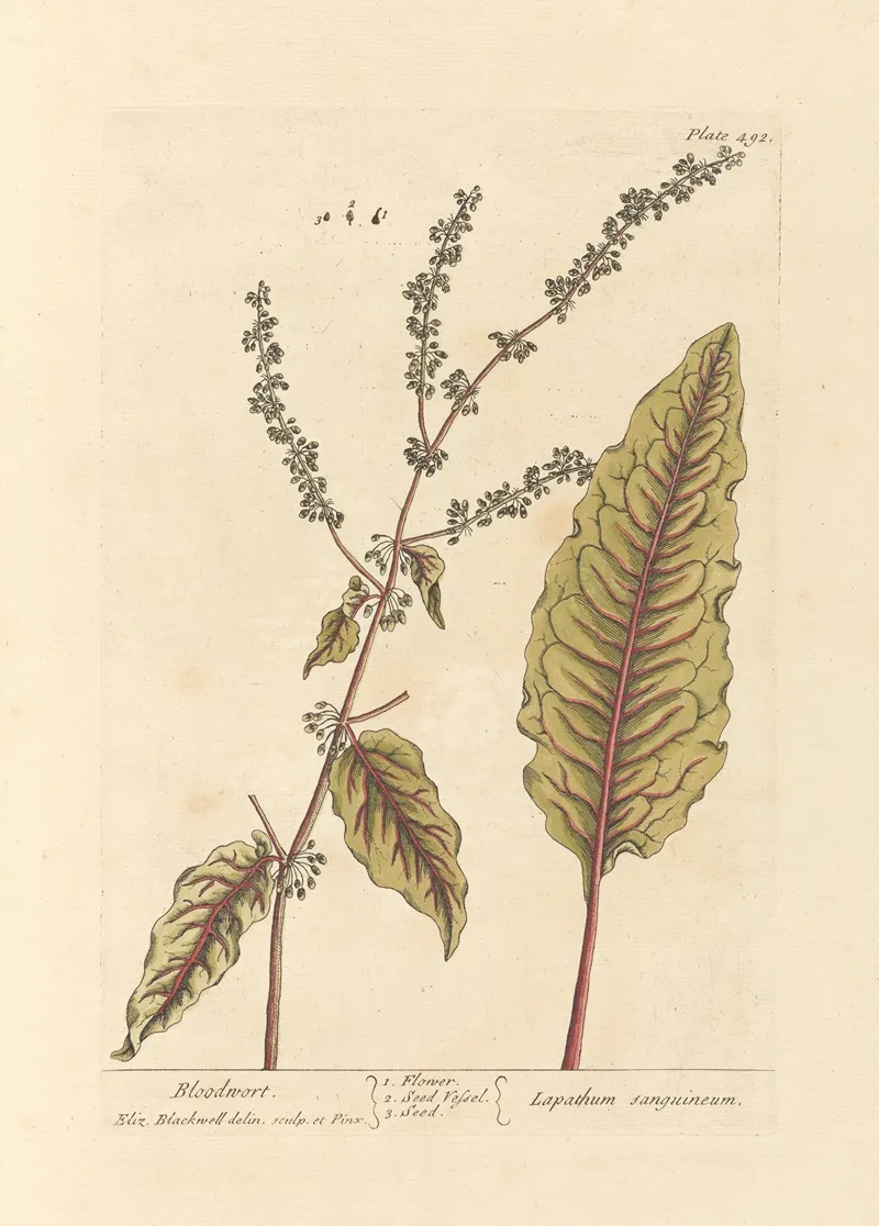 Bloodwort Wall Art by Elizabeth Blackwell - High-Resolution Digital Print