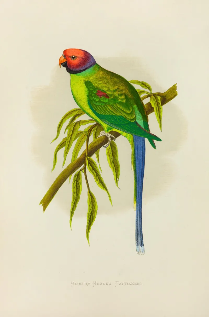 Blossom Headed Parrakeet Wall Art by Alexander Francis Lydon - High-Resolution Digital Print