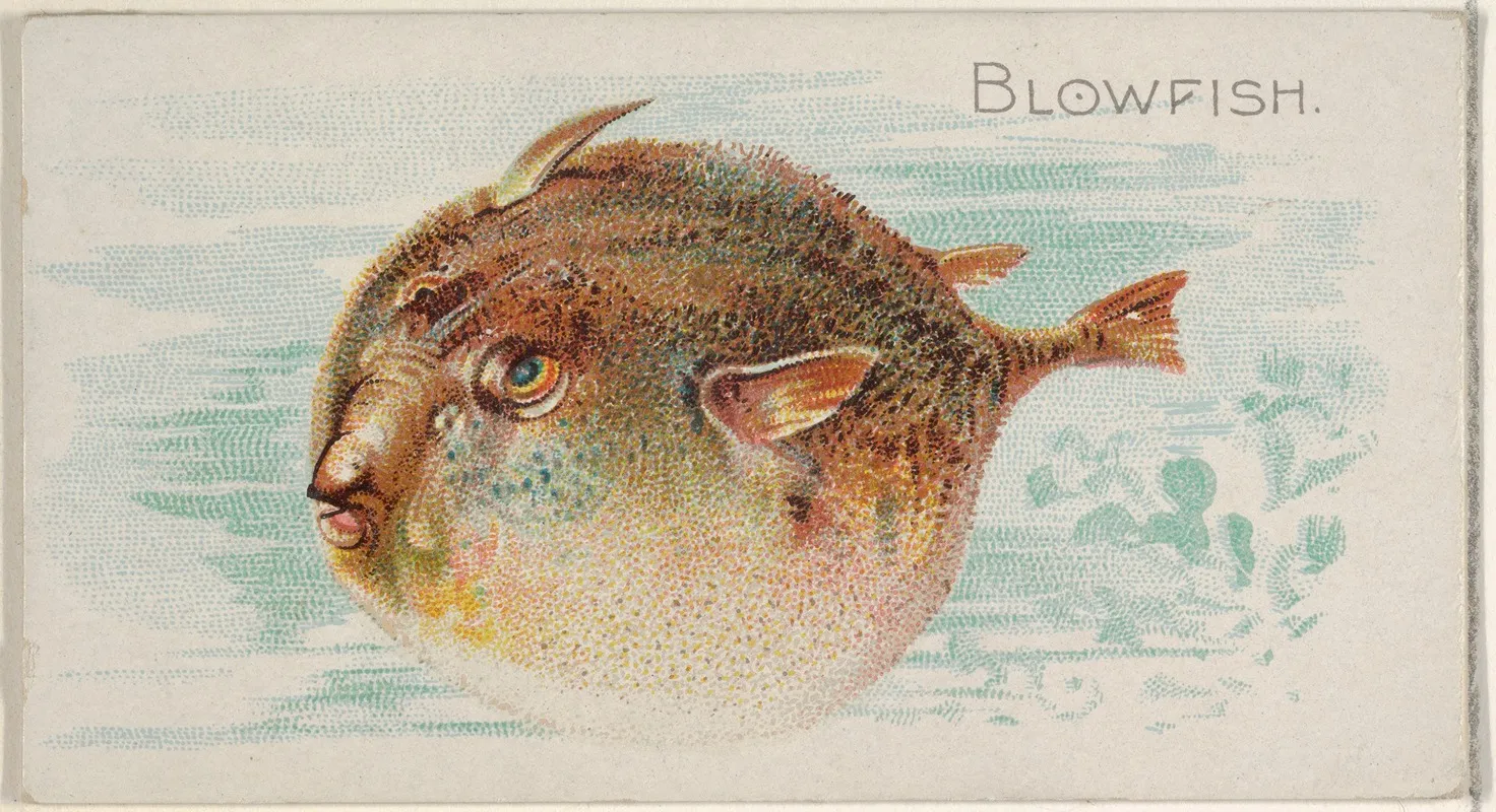 Blowfish Wall Art by Allen &amp; Ginter - High-Resolution Digital Print