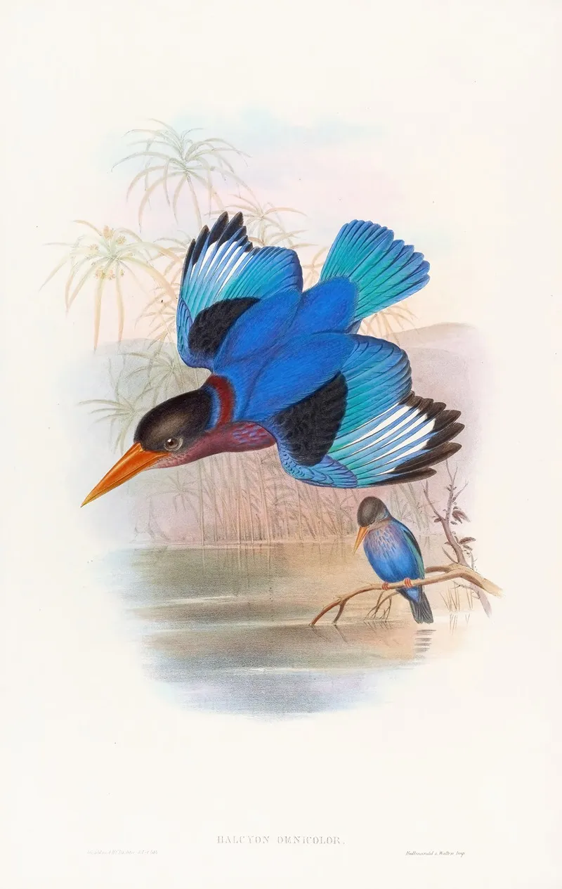Blue And White Kingfisher Wall Art by John Gould - High-Resolution Digital Print