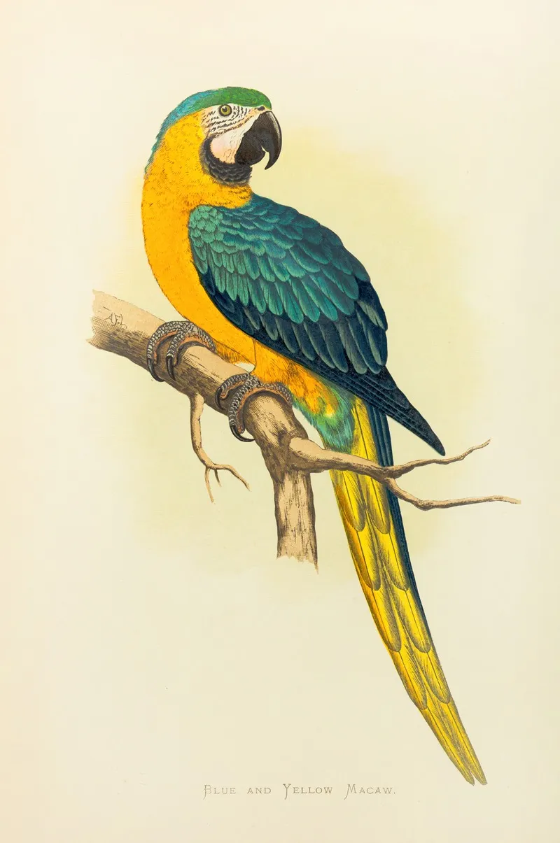 Blue And Yellow Macaw Wall Art by Alexander Francis Lydon - High-Resolution Digital Print
