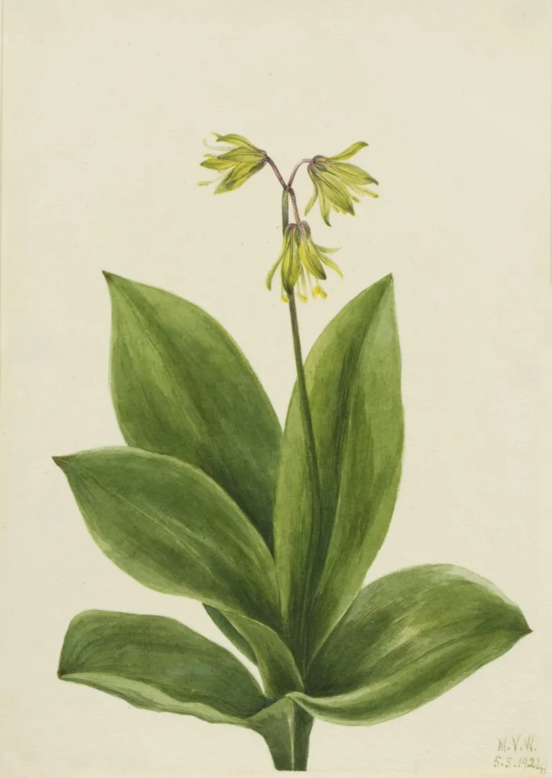 Blue Bead Clintonia Borealis