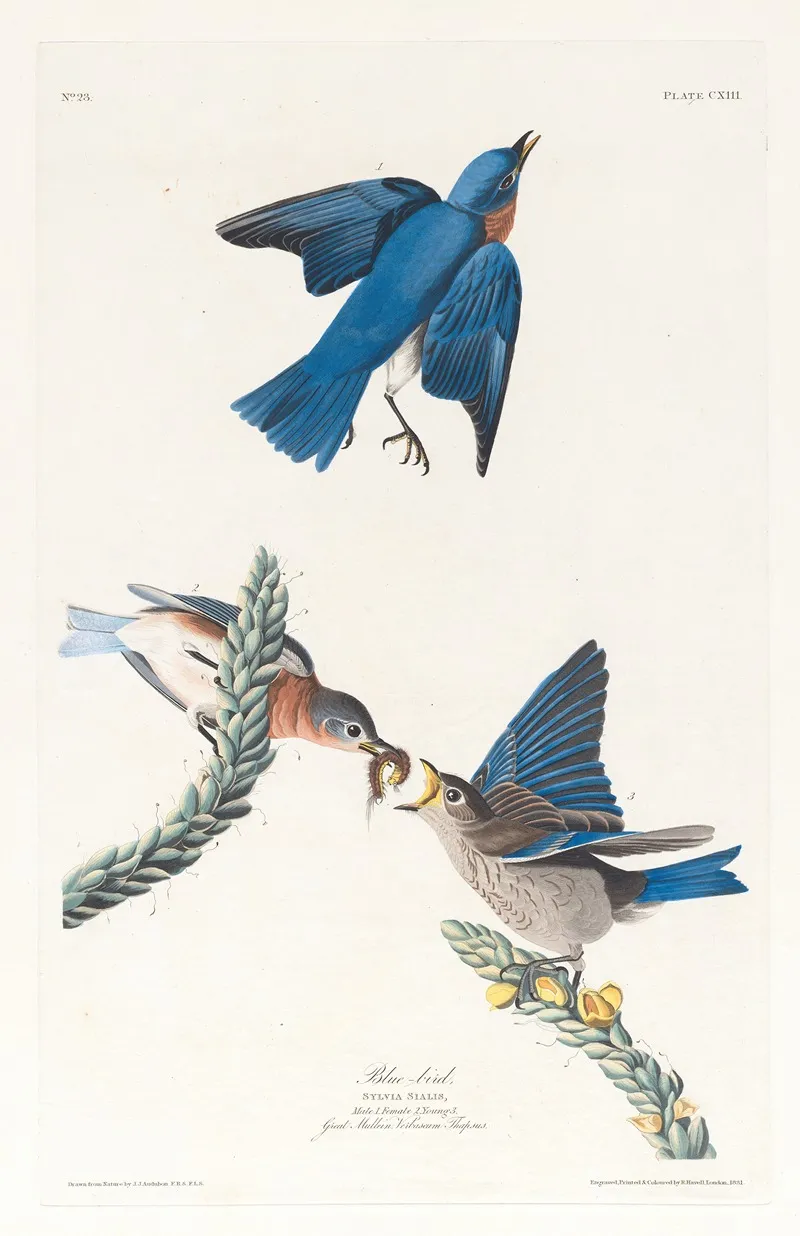 Blue Bird 3 Wall Art by John James Audubon - High-Resolution Digital Print