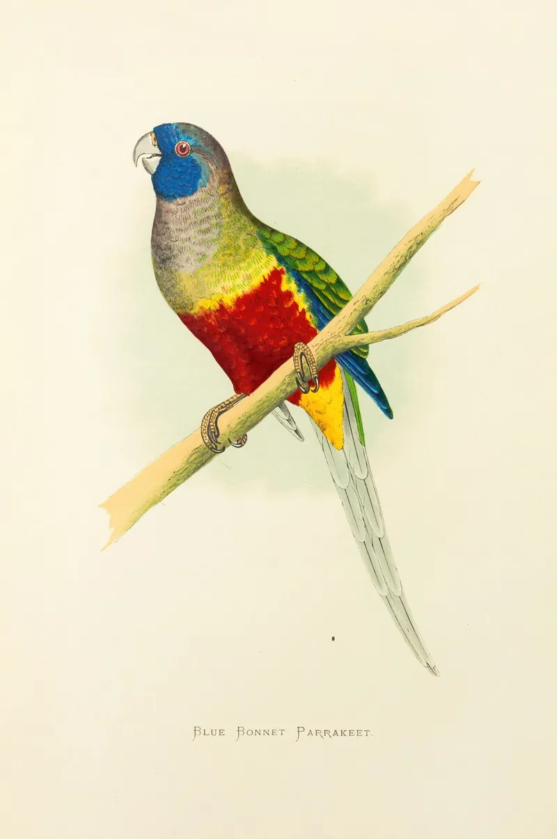Blue Bonnet Parrakeet Wall Art by Alexander Francis Lydon - High-Resolution Digital Print