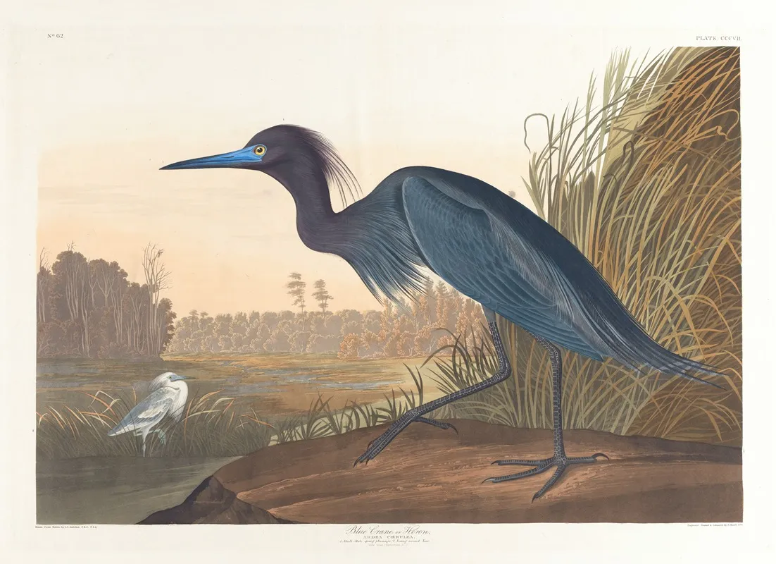 Blue Crane Or Heron Wall Art by John James Audubon - High-Resolution Digital Print