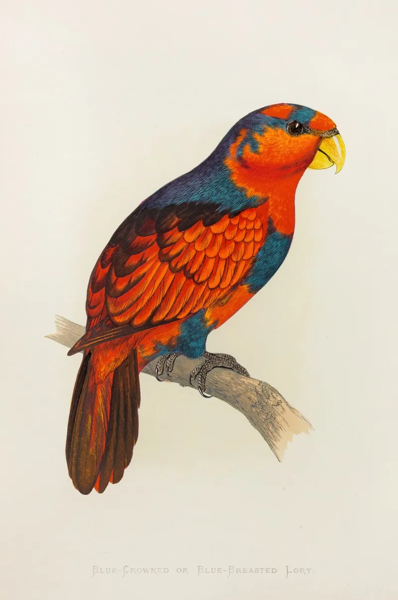 Blue Crowned Or Blue Breasted Lory Wall Art by Alexander Francis Lydon - High-Resolution Digital Print