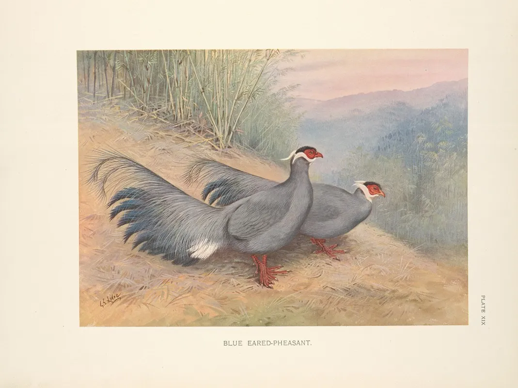 Blue Eared Pheasant Crossoptilon Auritum Wall Art by George Edward Lodge - High-Resolution Digital Print