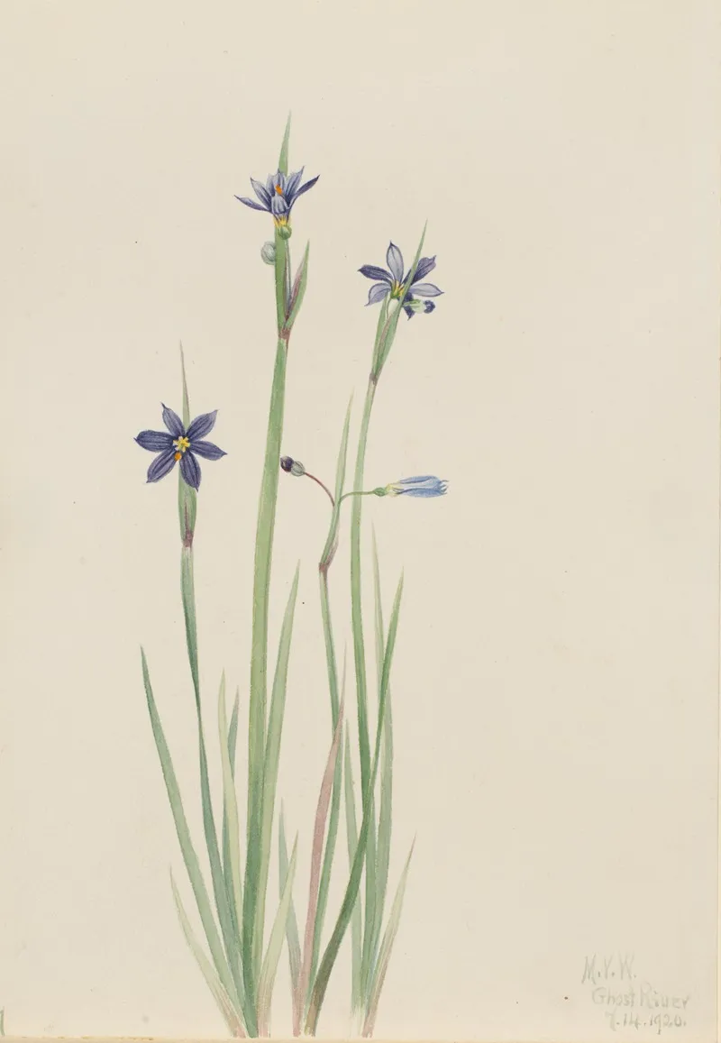 Blue Eyed Grass Sisyrinchium Angustifolium 2