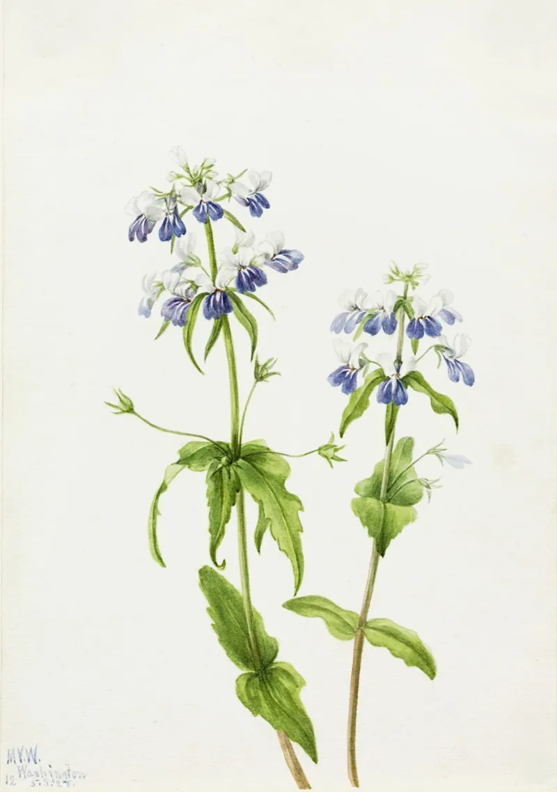 Blue Eyed Mary Collinsia Verna 2