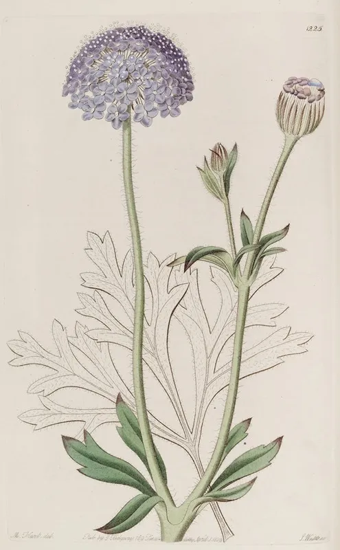 Blue Flowered Trachymene Wall Art by Sydenham Edwards - High-Resolution Digital Print