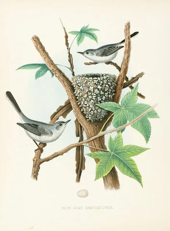 Blue Gray Gnatcatcher Wall Art by Edwin L. Sheppard - High-Resolution Digital Print