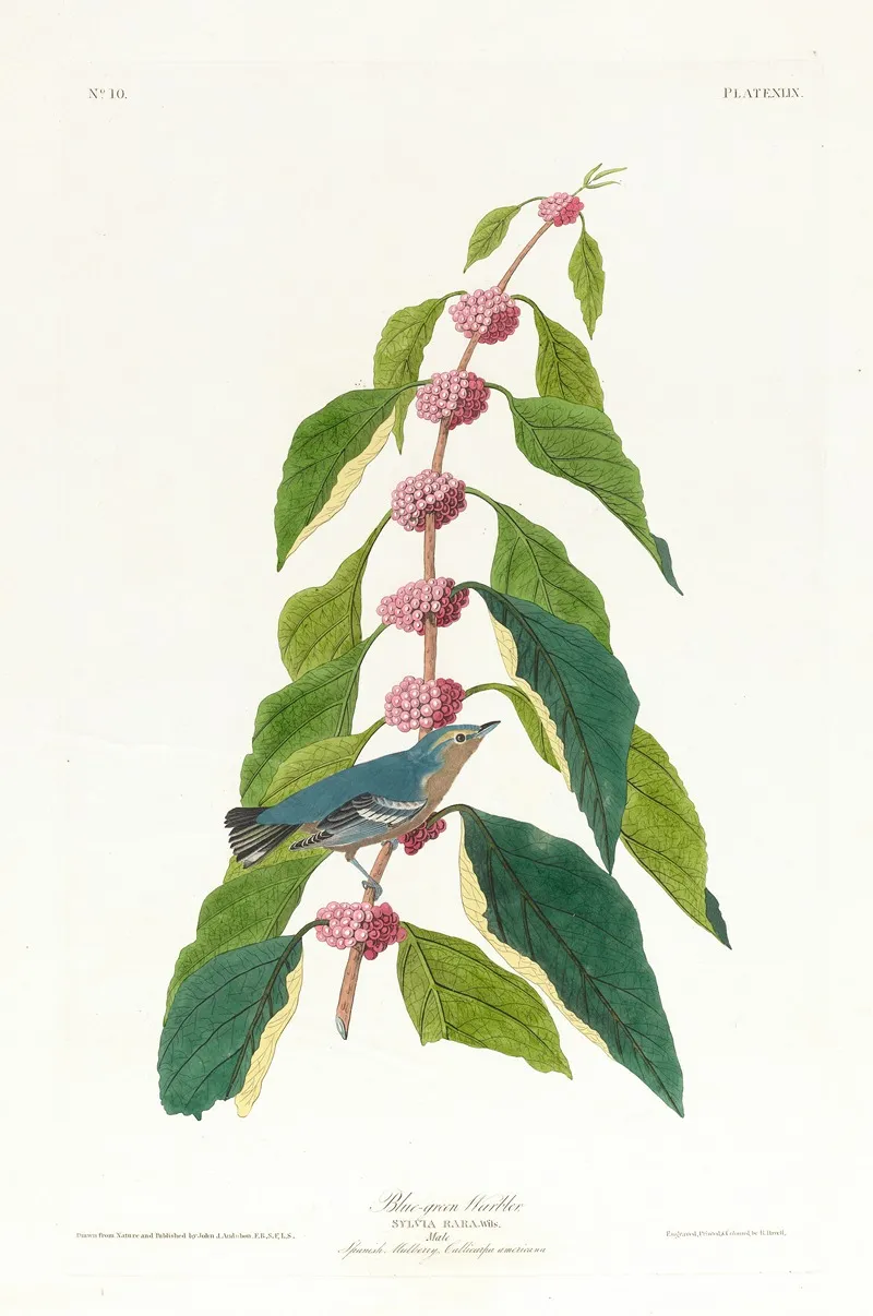 Blue Green Warbler Wall Art by John James Audubon - High-Resolution Digital Print