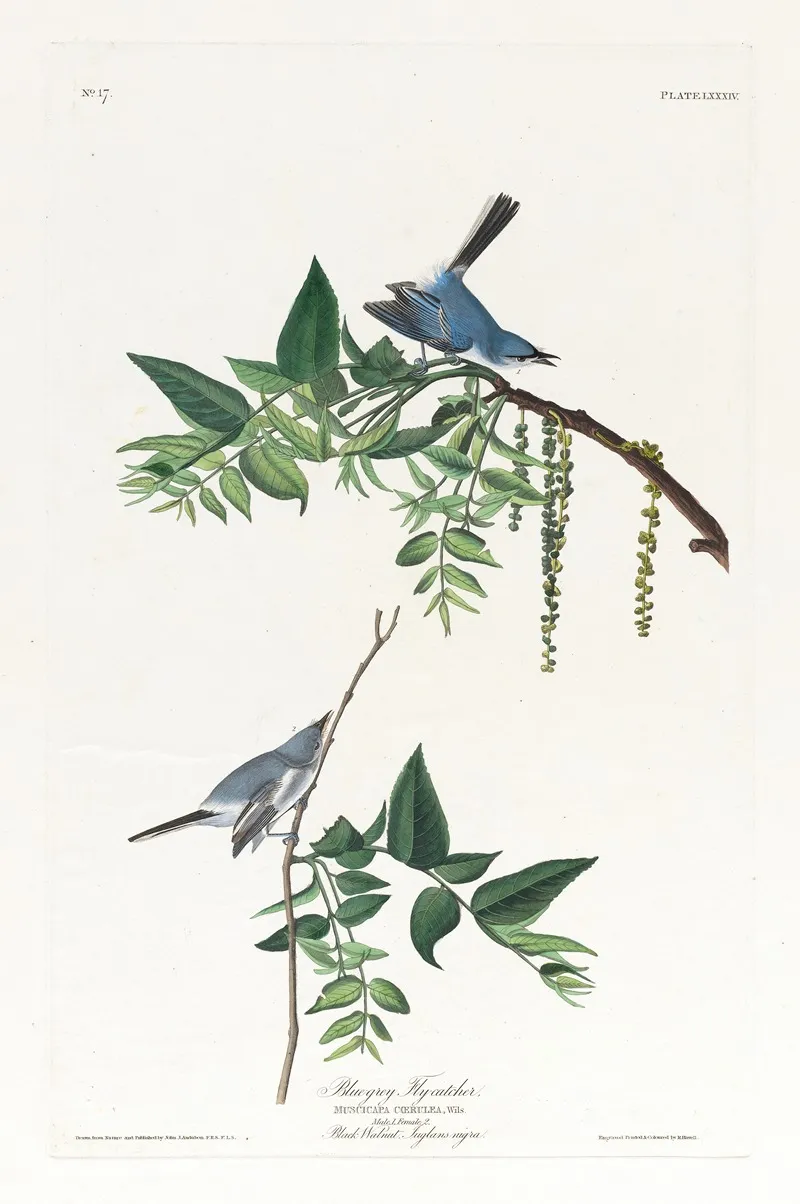 Blue Grey Flycatcher 2 Wall Art by John James Audubon - High-Resolution Digital Print