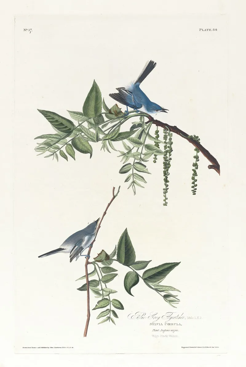Blue Grey Flycatcher Wall Art by John James Audubon - High-Resolution Digital Print