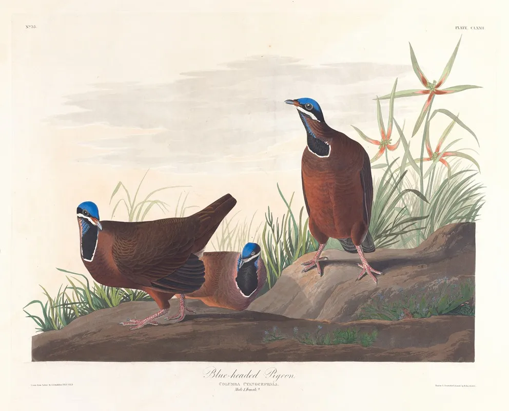 Blue Headed Pigeon Wall Art by John James Audubon - High-Resolution Digital Print