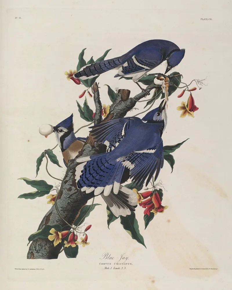 Blue Jay 2 Wall Art by John James Audubon - High-Resolution Digital Print